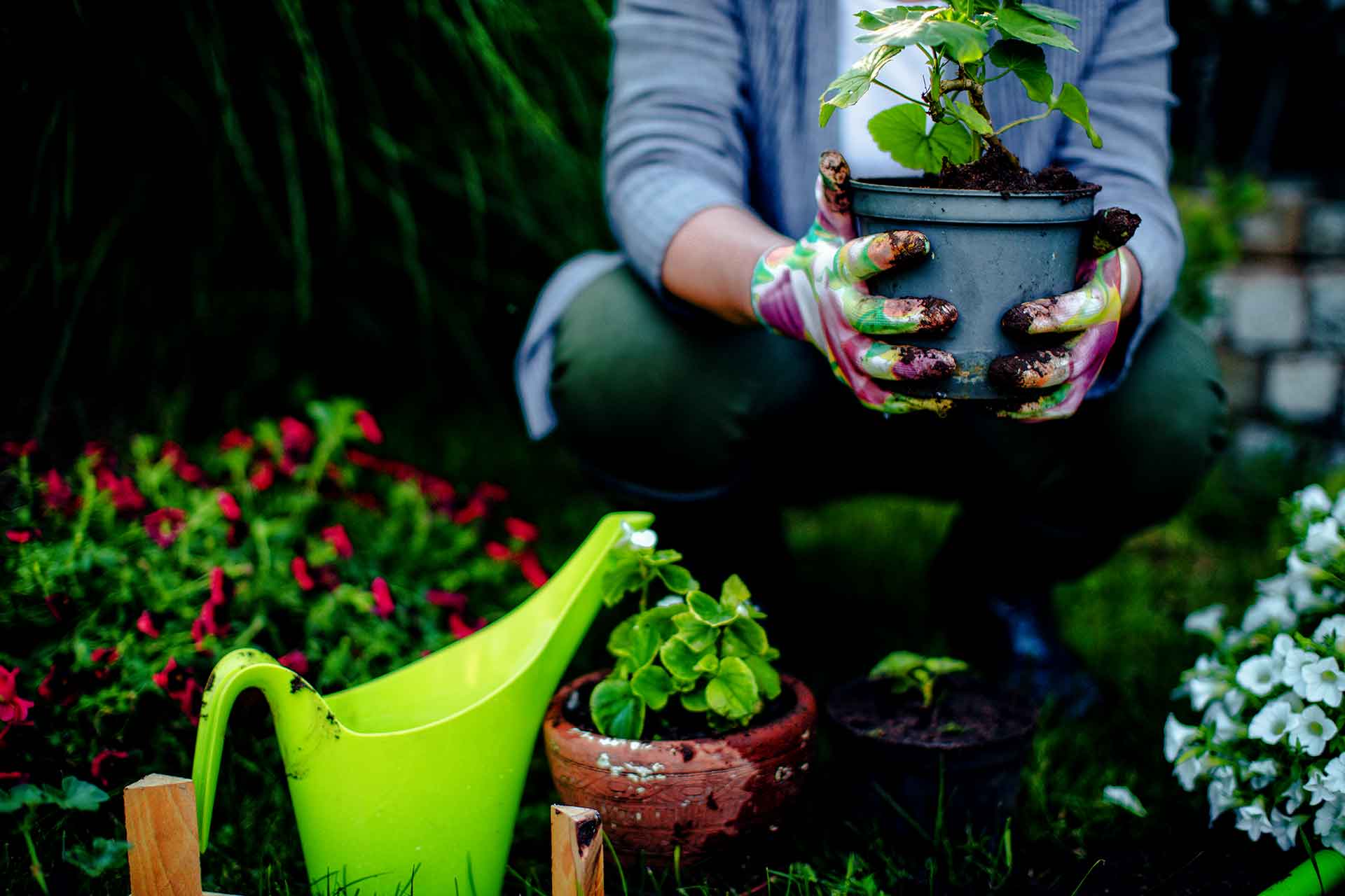 A serene garden with purple and green elements.